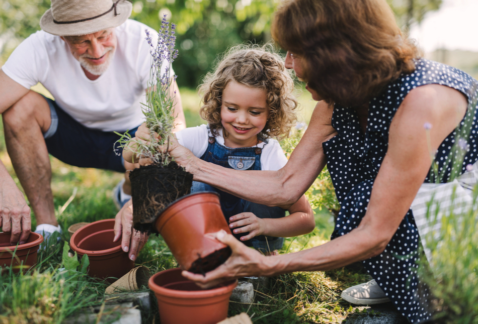 Senior grandparents and granddaughter gardening in the backyard garden.