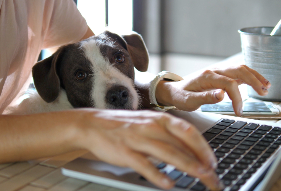 A woman working at a laptop with a dog on her knee.