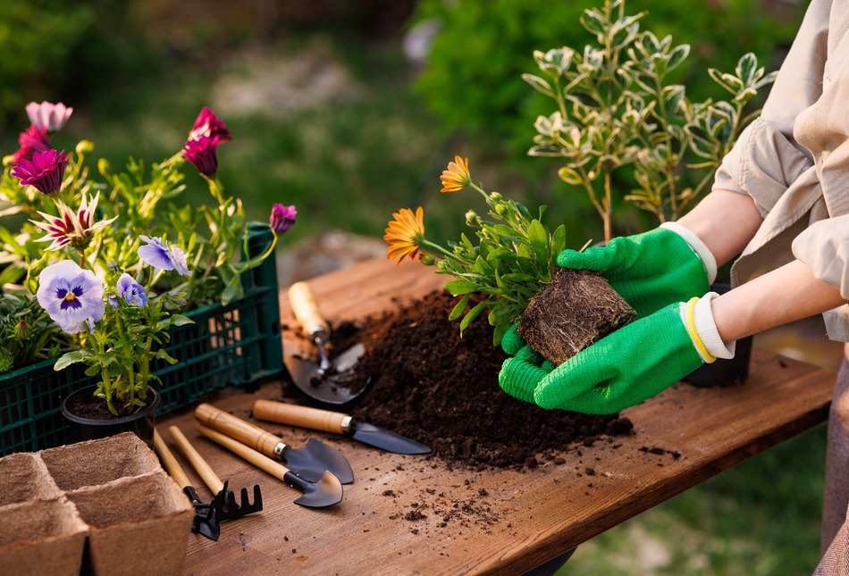 A woman adding plants to a garden.